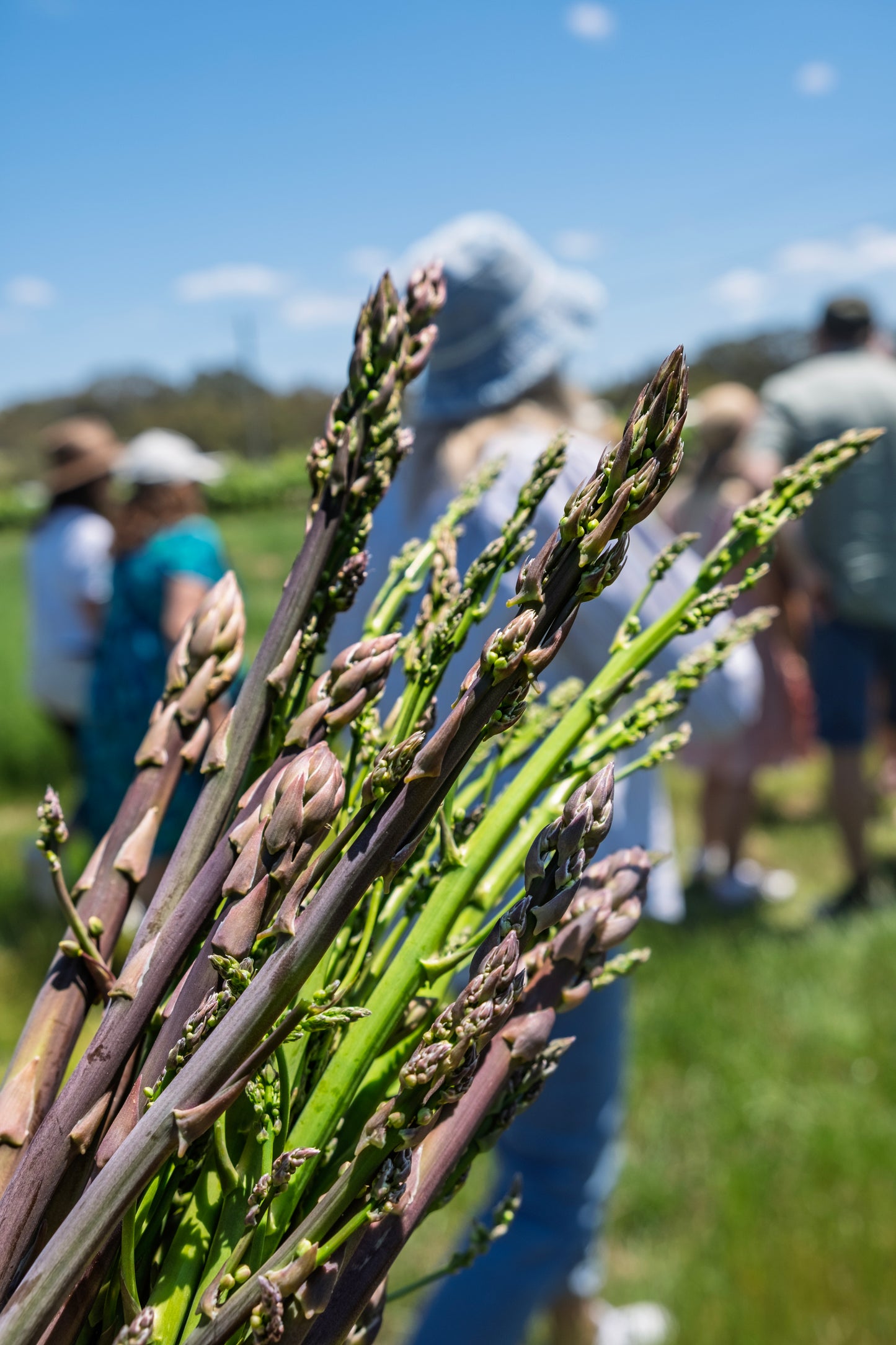 Asparagus Masterclass 2025